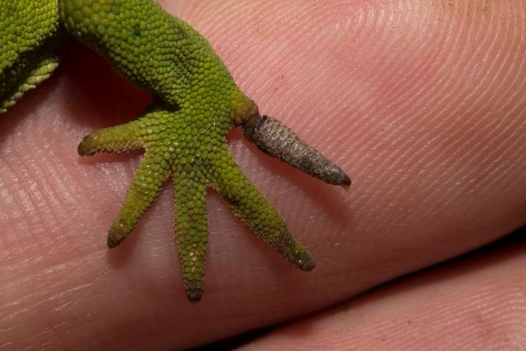 Disecdysis shedding issues nzhs